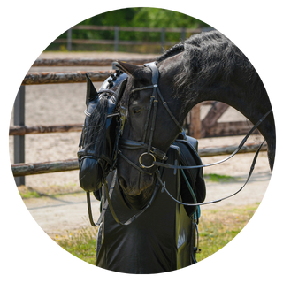 Joker Horse Simulator Houding en Zit